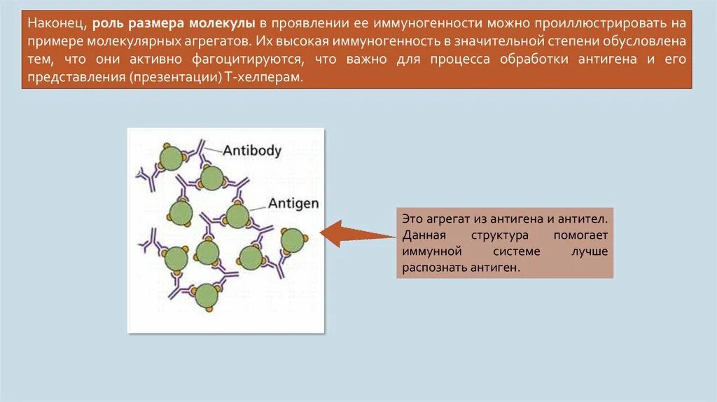 Молекулы распознающие антигены. Размер молекулы антигена. Молекулярный проиллюстрировать. В чем измеряется размер молекулы антигена.