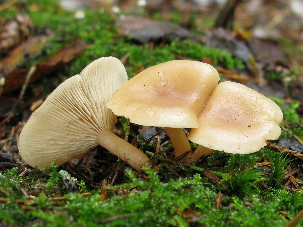Какие грибы относятся к группе пластинчатых съедобные. Пластинчатые съедобные грибы. Шляпочные пластинчатые грибы съедобные. Опенок пластинчатый гриб. Шампиньоны съедобные пластинчатые.