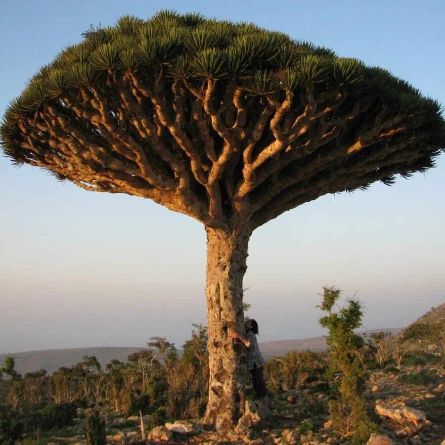 Драконов дерево фото. Драконовое дерево Сокотра. Сокотра Йемен драконовое дерево. Сокотра остров деревья. Драконьи деревья Сокотра Йемен.