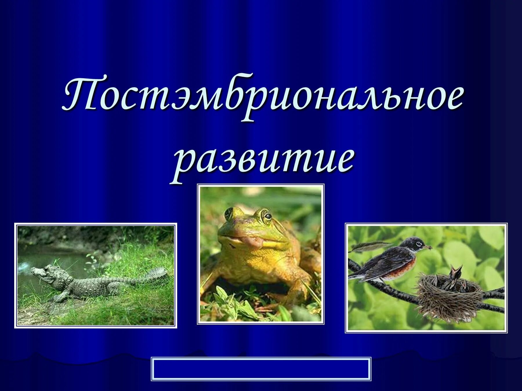 Постэмбриональное развитие млекопитающих. Постэмбриональное развитие млекопитающих