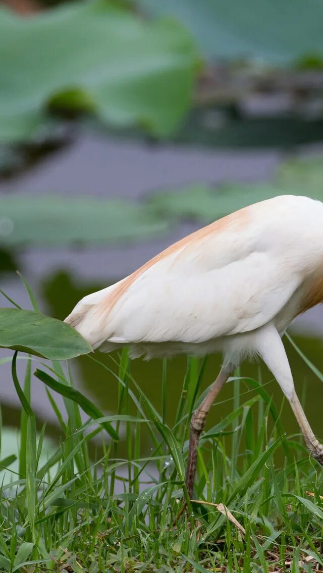 Ибис птица фото египет dieu Thot sous la forme d'un ibis Ancient egypt gods, Ancient egyptian art, Anci