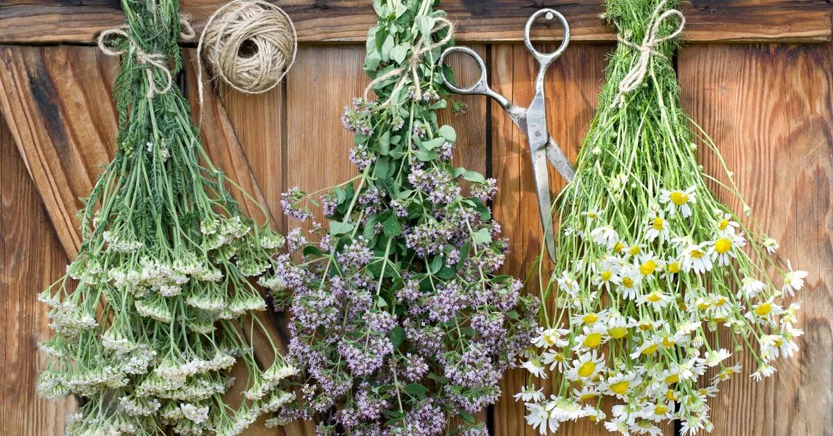 Полезные травы. Сушеные травы. Лекарственное сырье. Целебные травы. Сушка лекарственных растений.