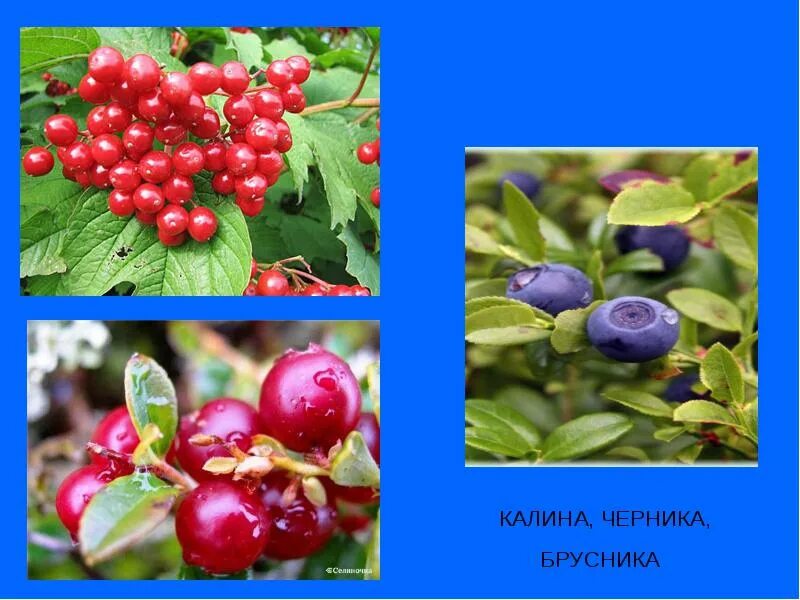 Калина и брусника. Калина и брусника. Калина и брусника. Ягоды якутии. Калина брусника клюква.