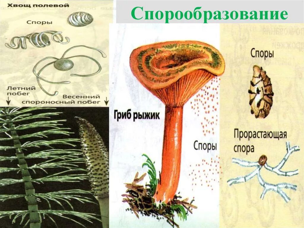 Размножение грибов спорообразование. Спорообразование это способ размножения. Спорообразование у растений. Спорообразование примеры растений. Спора грибов 7