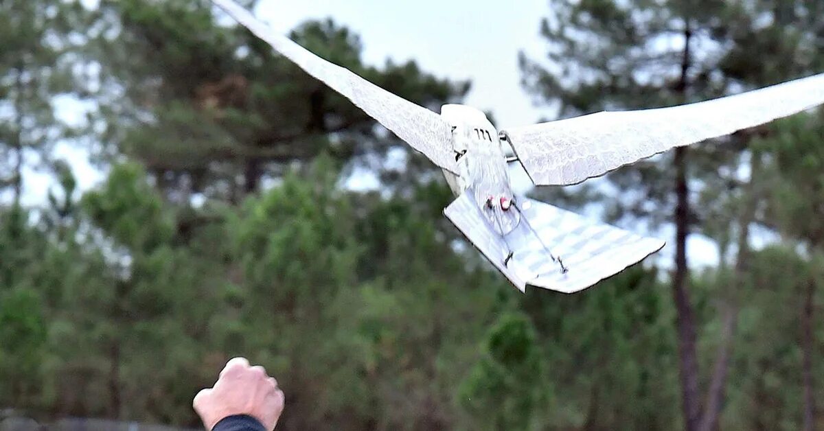 Беспилотник-чайка smartbird. Бпла голубь. Квадрокоптер в виде птицы. Квадрокоптер птица. Дроны в виде птиц.