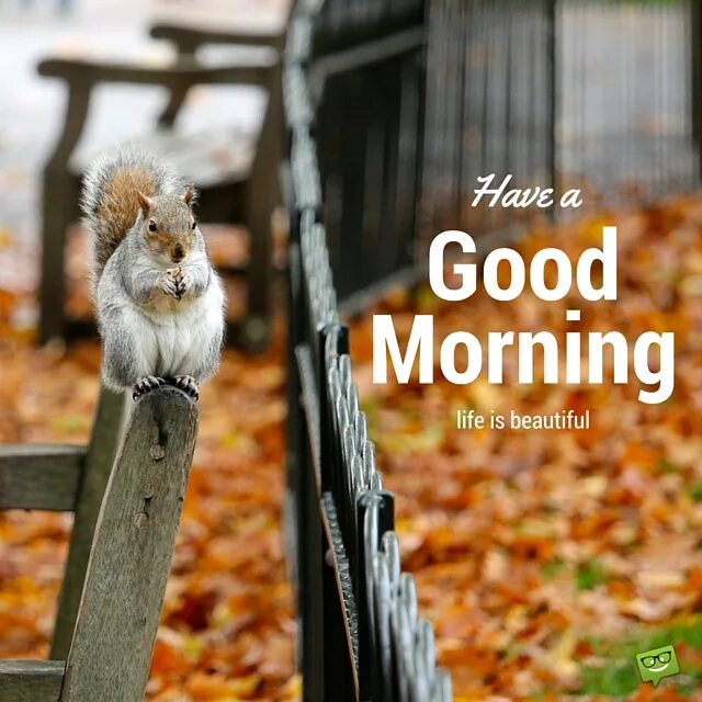 Good morning животные. Гуд Монинг картинки. Доброе утро животные. Good morning доброе утро животными. Really good morning
