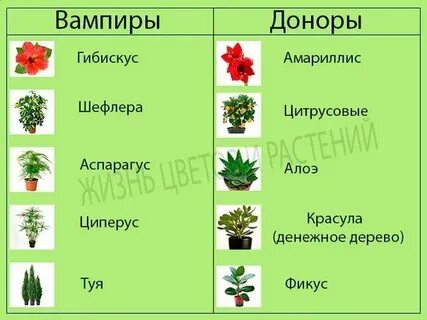 Какое растение подходит