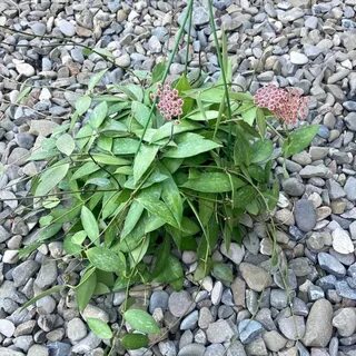 Hoya Lacunosa Langkawi Island - Exemplare Mari! 