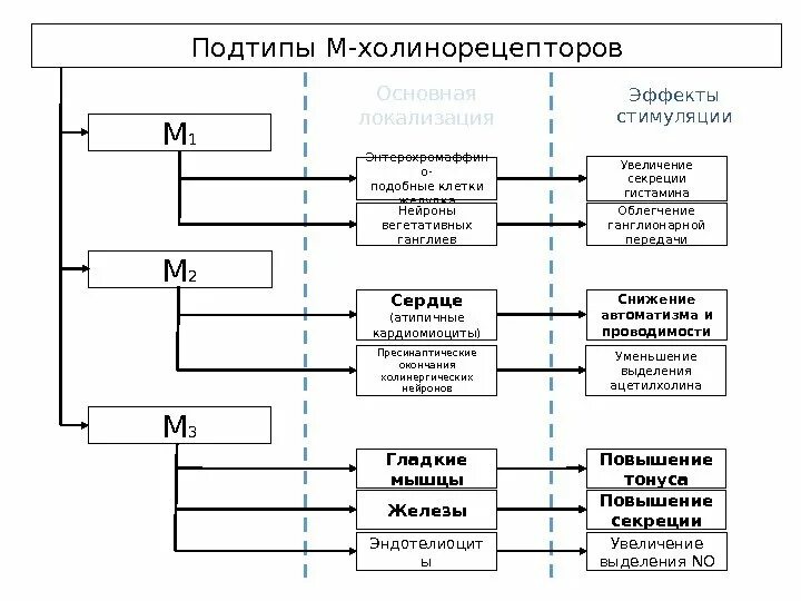 Локализация холинорецепторов. М1 холинорецепторы механизм сопряжения. Механизм сопряжения м3 холинорецепторов. Механизм сопряжения м2 холинорецепторов. М3 холинорецепторы механизм действия.