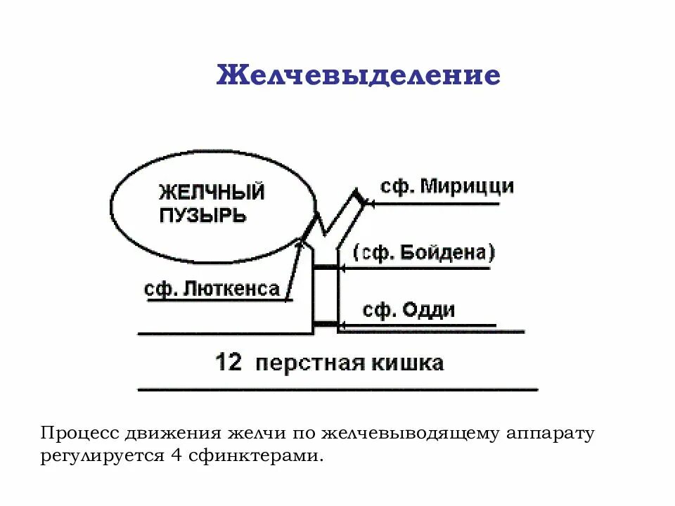 Регуляция желчеобразования схема. Нервная регуляция желчевыделения схема. Желчеобразование физиология. Регуляция оттока желчи.