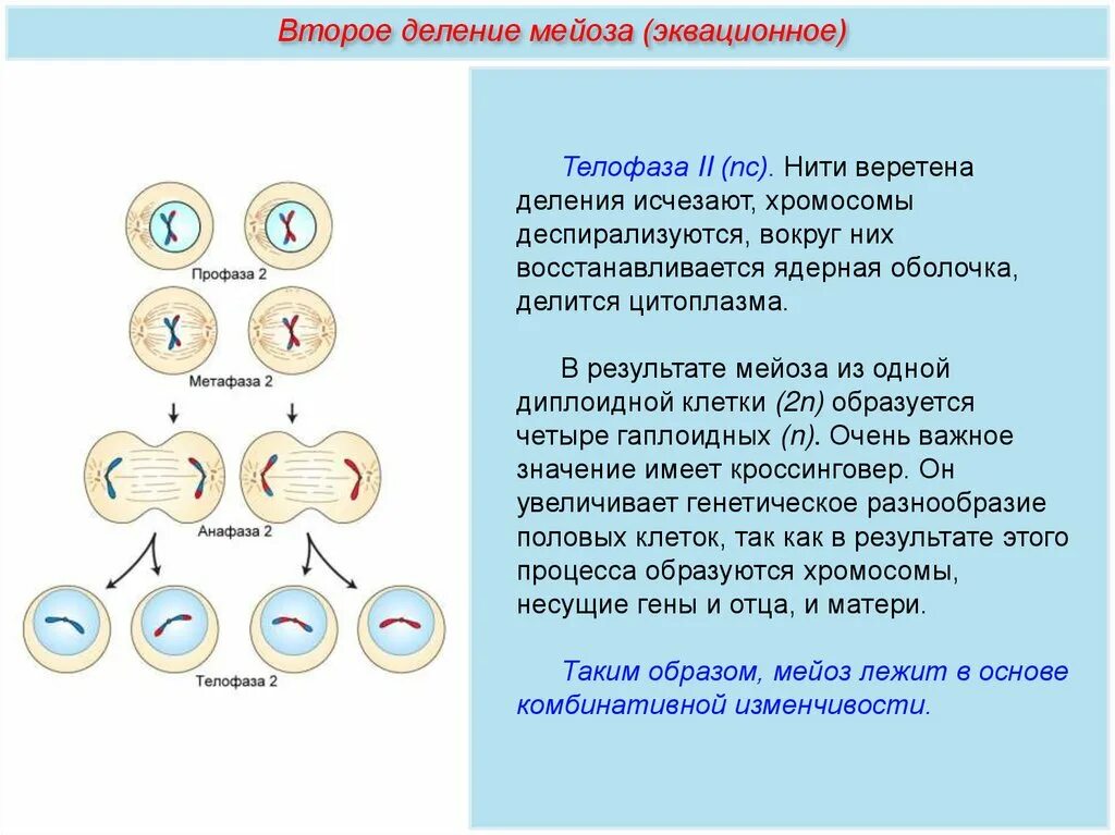 Сравнение мейоза и митоза сходства различия. Мейоз. Редукционное деление мейоза. Мейоз 2 деление. Первое деление мейоза.