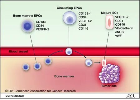 J cells