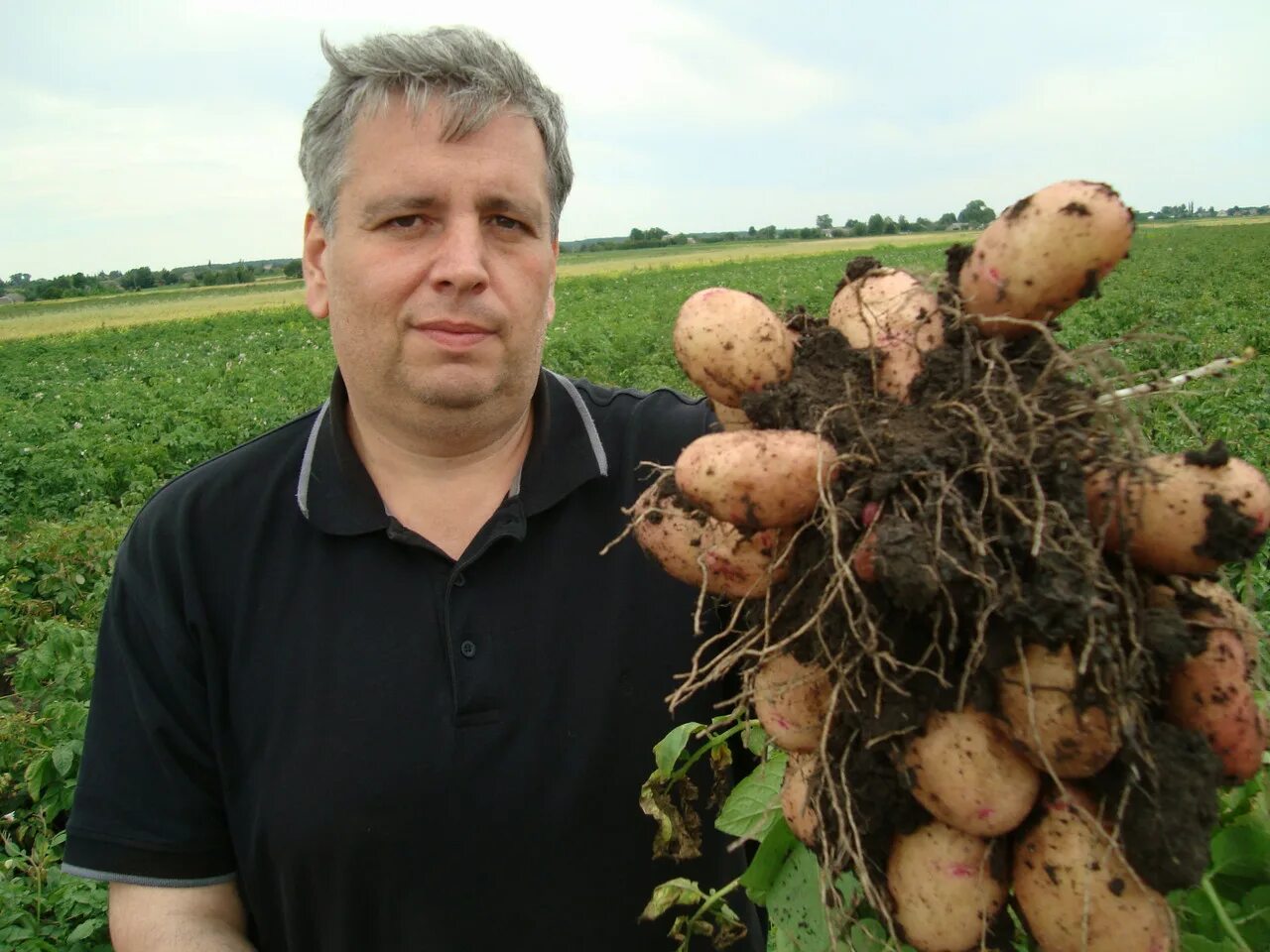 Купить картофель в ленинградской области. Картошка. Семенная картошка. Сорт мелкой картошки. Семена картофеля.