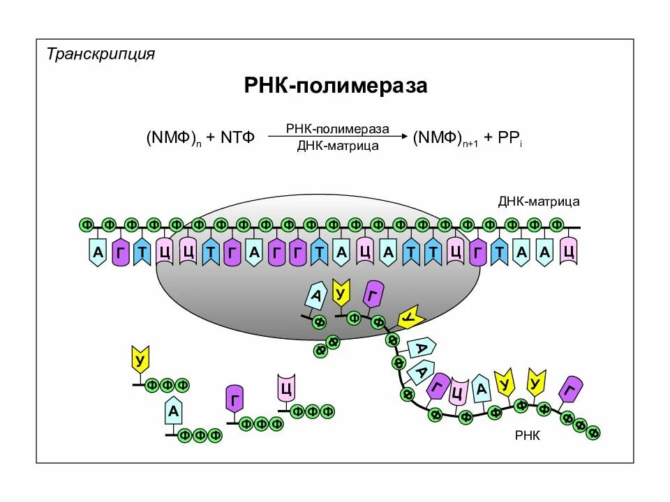 Матричная и транскрибируемая днк. Терминация транскрипции РНК полимеразы 2. РНК-полимеразой (рис. 1.10).. Схема РНК полимеразы. Транскрипционные аппарат РНК-полимеразы II.