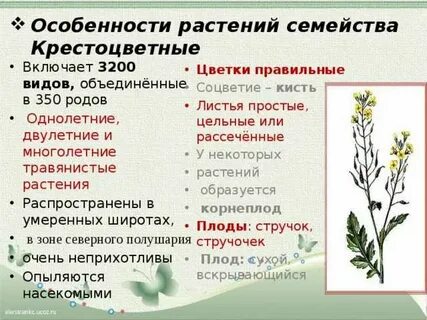 Названия и главные особенности