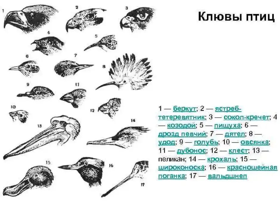 Значение клюва в жизни птицы. Строение клюва птицы. особенности строения клюва птиц. строение клюва насекомоядных птиц. схема строения клюва птиц.
