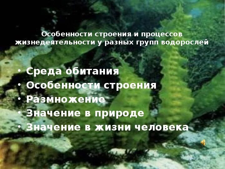 Таблица значений водорослей. Значение водорослей в природе. Урок водоросли. Многообразие водорослей и их значение в природе и жизни человека. Вывод по теме водоросли.