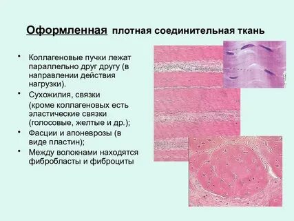 Соединительной тканью образован