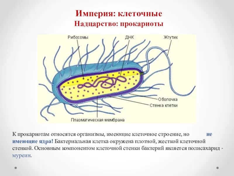 Древнейшие прокариоты. Строение бактериальной клетки прокариот. Муреин в бактериальной клетке. Клеточная стенка прокариот. Строение клетки бактерии рибосомы.