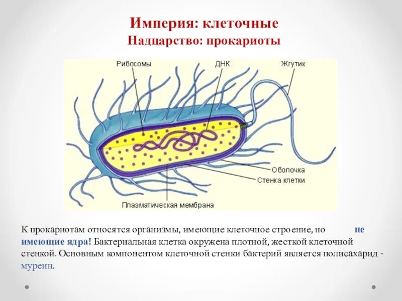 Древнейшие прокариоты