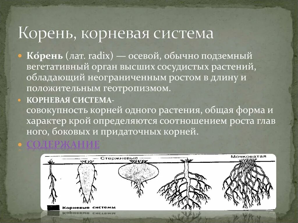 Корневая добавить. Корневая система. Закрытая корневая система. Вегетативная корневая система. Корневая система ели.