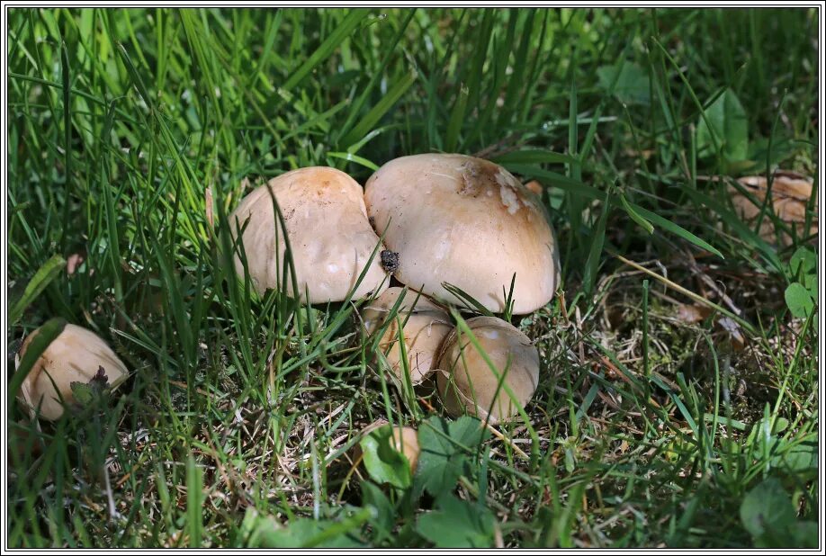 Какие грибы в мае. Брусята грибы. Весенние грибы съедобные. Весенние грибов съедобные. Майские полевые грибы.