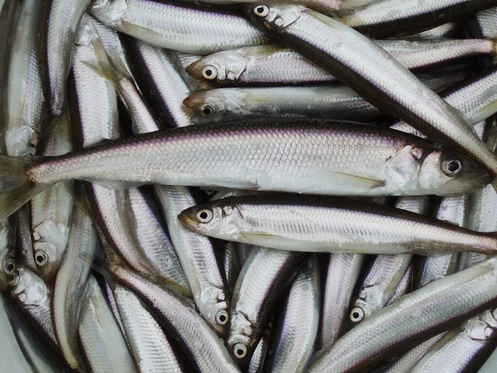 клев корюшки. корюшка камчатская зубарь. корюшка снеток. клев корюшки. зимняя рыбалка на сахалине на корюшку.