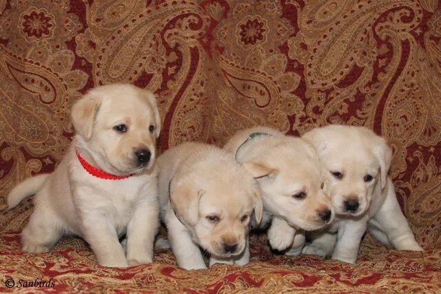 Щенки 4 недели. Щенки 4 недели. Щенок 4 недели. Щенки 4 недели. Аляскинский маламут щенок 2 месяца.