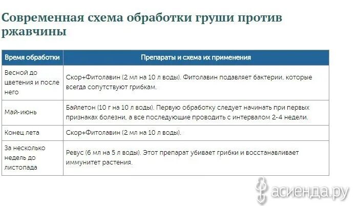 Чем обработать грушу от ржавчины