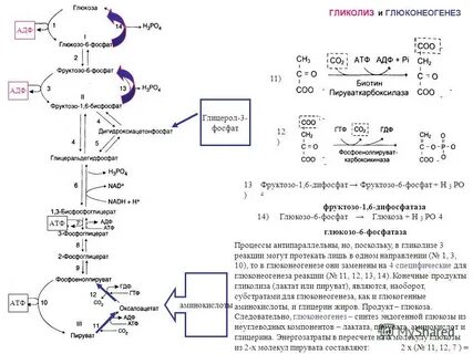Синтез глюкозы в человеке