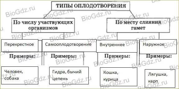 Выберите типы оплодотворения. Закончите схему типы оплодотворения. Внешнее и внутреннее оплодотворение таблица. Типы оплодотворения таблица. Оплодотворение наружное и внутреннее схема.