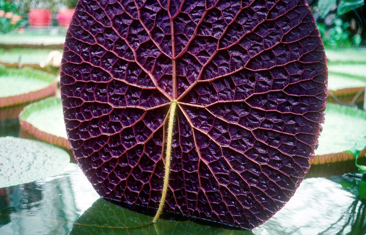 Продолговатый округлый. Лист Виктории амазонской. Красивые листья растений. Необычные листья. Необычные листья растений.