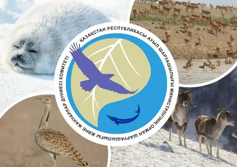 Комитет по животному миру. Первозданная россия выставка 2016. Комитет по животному миру. Российское общество защиты животных «фауна». Структура ситес.