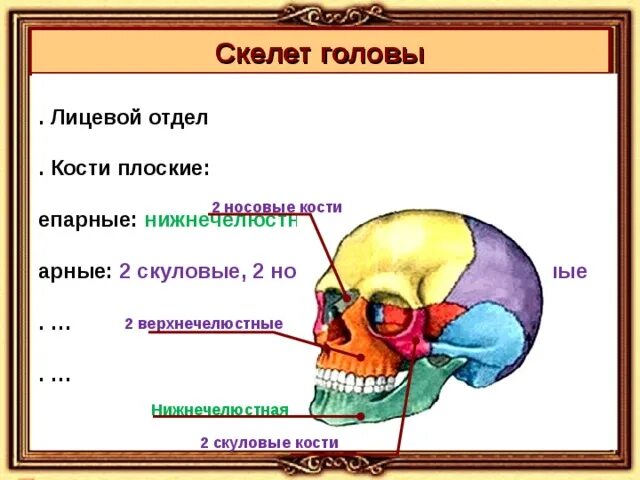 Лицевой отдел человека парные и непарные кости. Парные и не Парнве кости головы. Парные и непарные кости черепа. Парные кости лицевого отдела. Парной костью являются