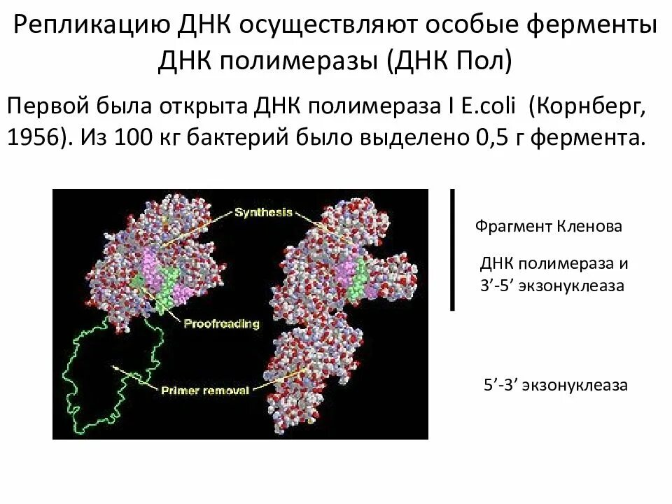 Осуществляется ферментом днк полимеразой. ДНК полимераза e coli. Экзонуклеазная активность ДНК полимеразы 1. Фермент ДНК полимераза. Ферменты репликации ДНК.