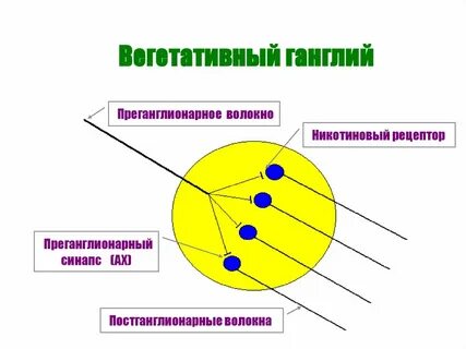 Нейроны вегетативного ганглия