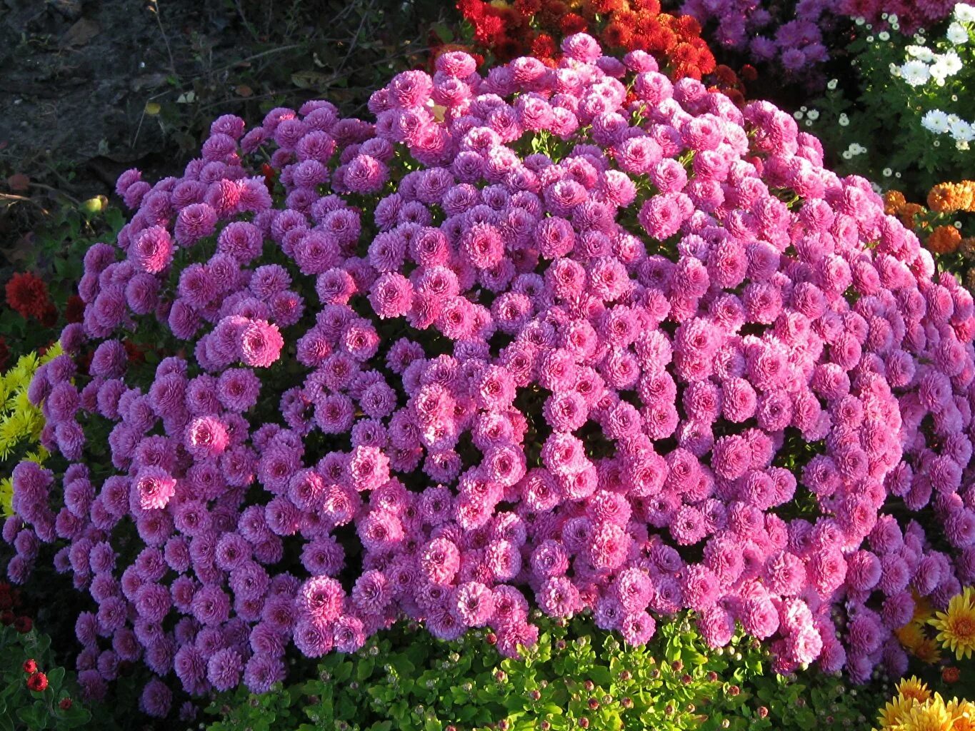 Mums flowers. Хризантема мультифлора Бранбич Лилак. Хризантема мультифлора Балиос. Хризантема мультифлора Лилак. Хризантема мультифлора шаровидная клумба.