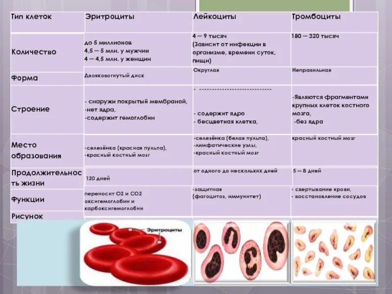 Функции клеток крови таблица. Эритроциты строение функции место образования. Строение и функции эритроцитов лейкоцитов тромбоцитов. Эритроциты строение клеток место образования. Тромбоциты строение функции Продолжительность жизни.