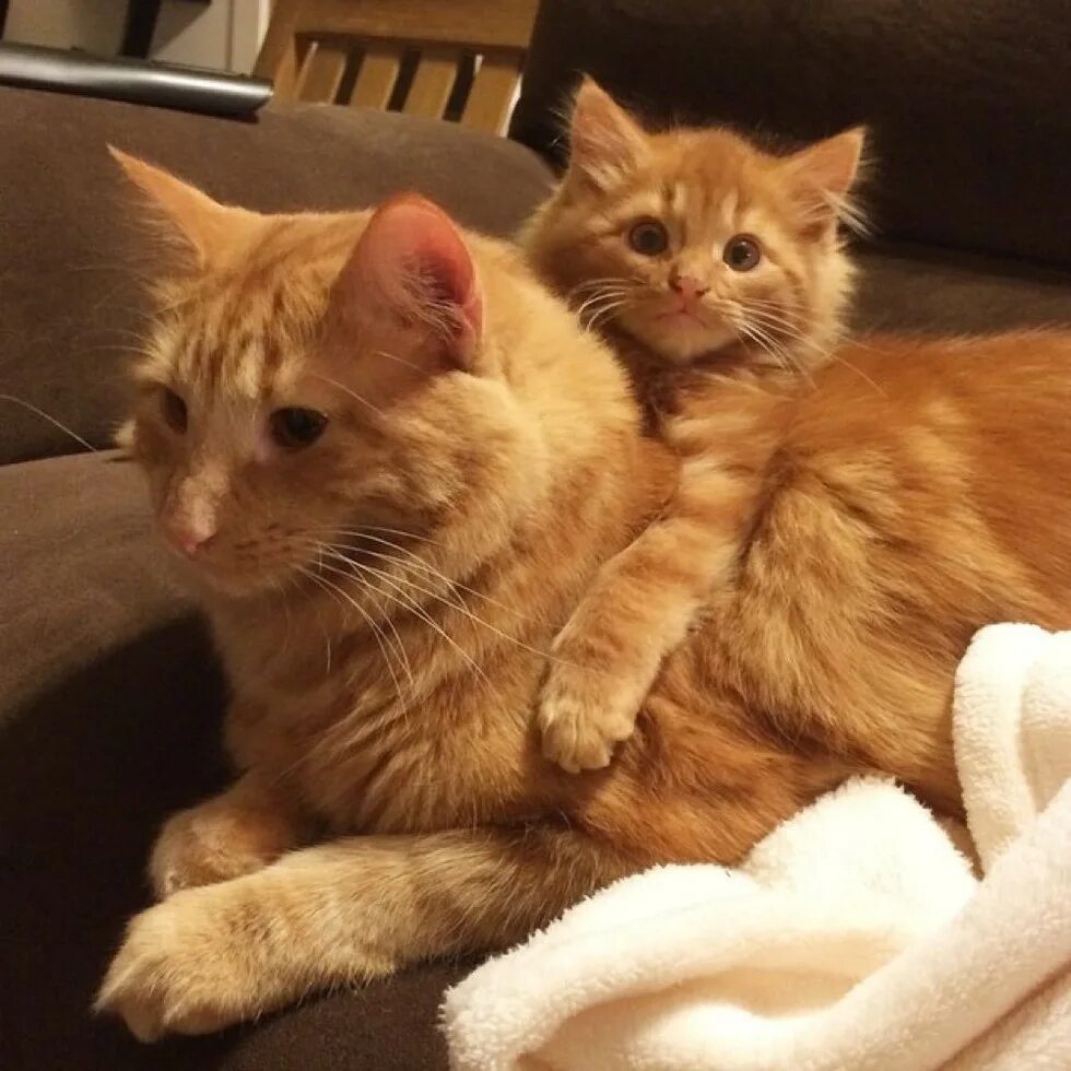 Котята зовут маму кошку слушать. Рыжие коты. Рыжий котик. Рыжая кошка с котятами. Рыжий кот с кошкой.