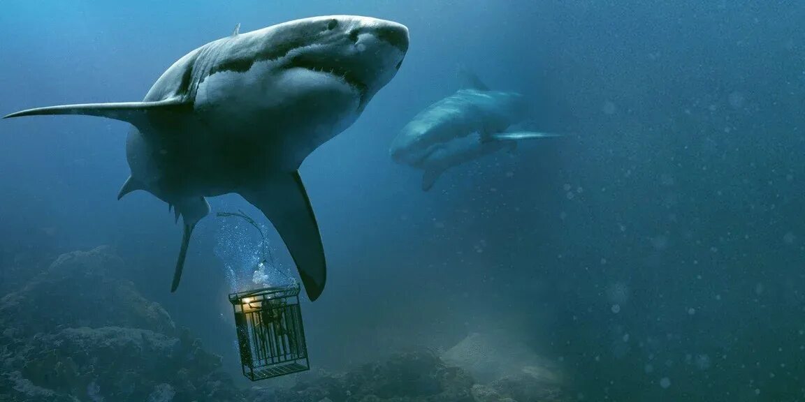 Акула кархародон. Акула белая, акула-людоед, кархародон. Накула. Акула осьминог фильм. Что нибудь про акулу.