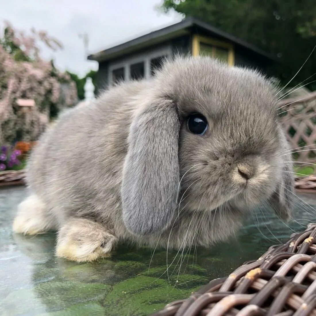 Animals rabbit. Голландский вислоухий кролик. Нидерландский вислоухий кролик. Голландский вислоухий серый кролик. Кролик карликовый короткоухий.