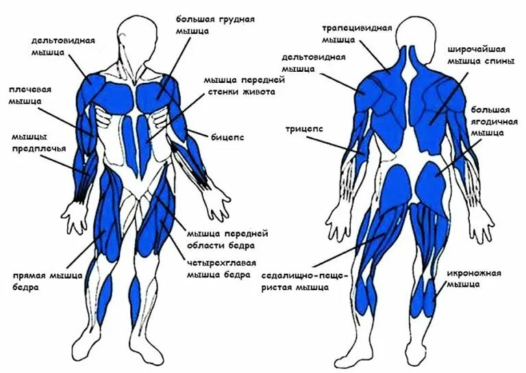 Группа мышц на тренажере гребля. Группы мышц при ходьбе. Мышцы задействованные при ходьбе. Мышцы задействованные при гребле.