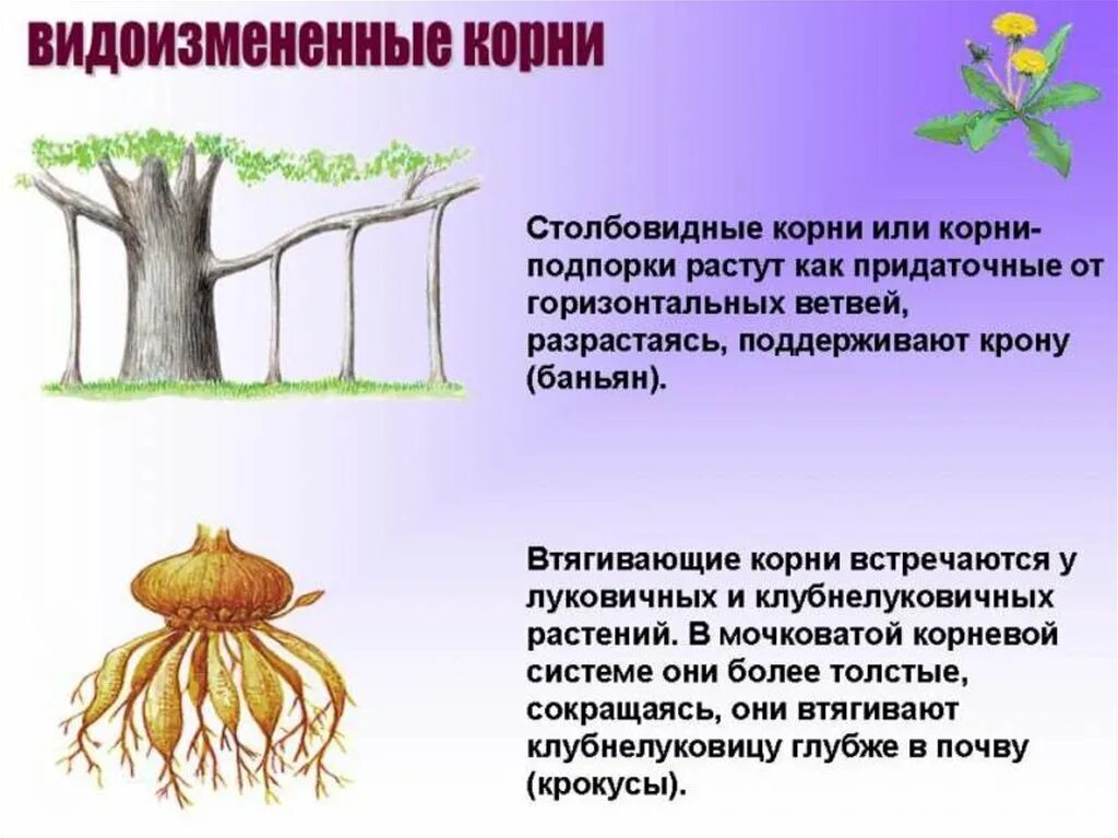 Видоизменённые корни растений.