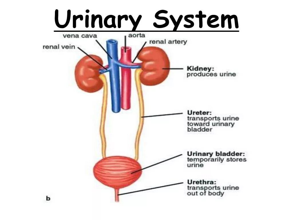 Urinary system. Urinary System functions. Urinary System in children. What is the function of the Urinary System.