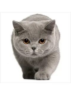 Характер британской кошки