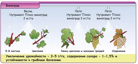 Какая температура нужна винограду