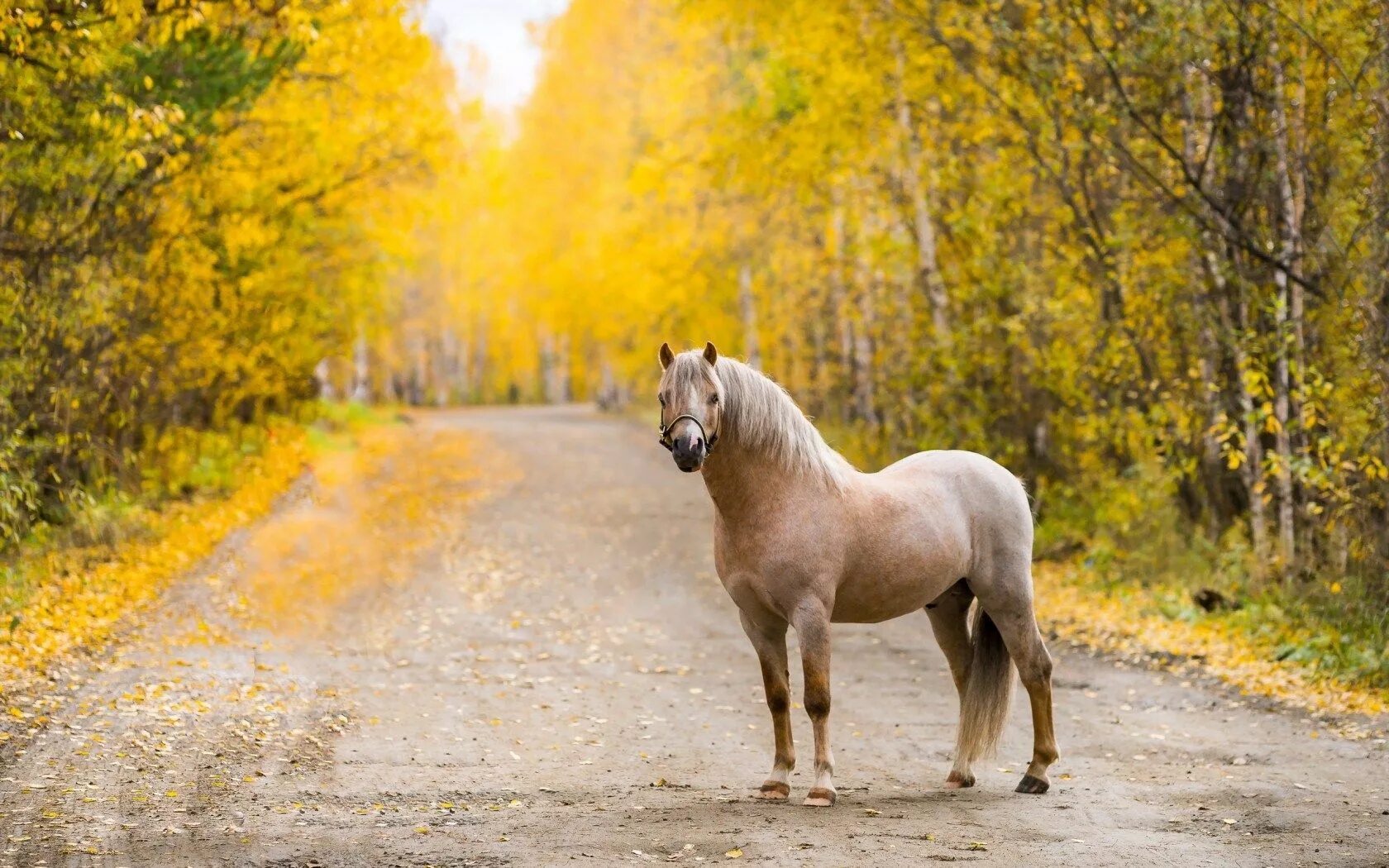 Horses fall. Лошадь осень. Лошадь на дороге. Лошадь в лесу. Лошади на фоне осени.