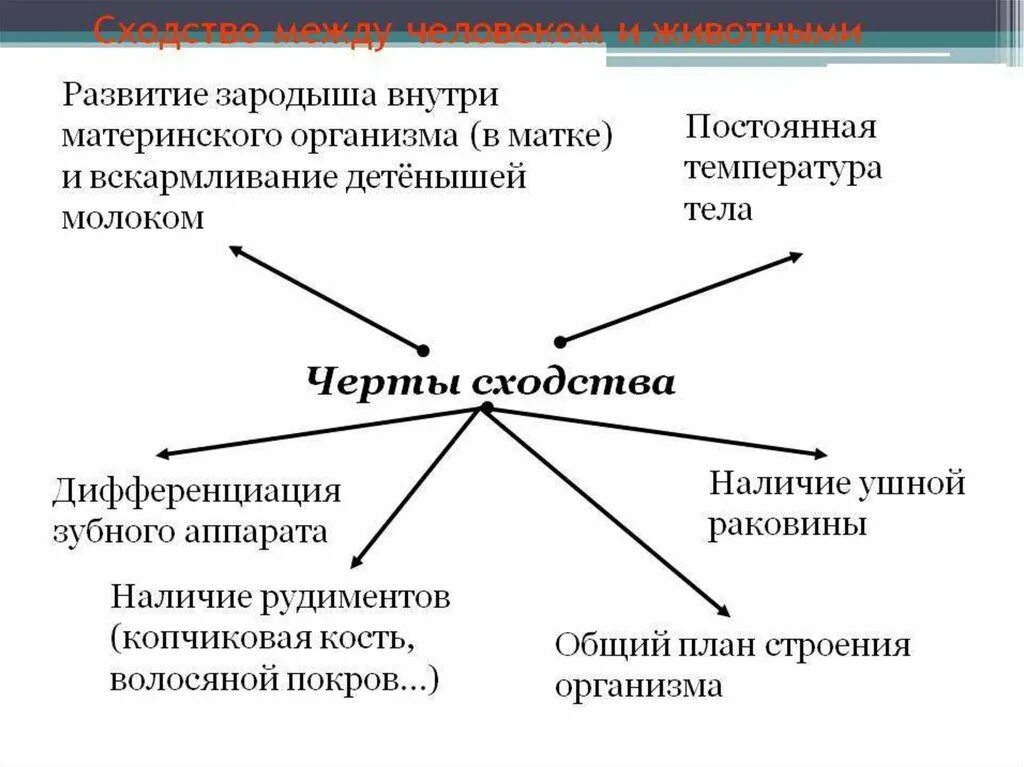 Назовите основные признаки сходства человека и животных. Общие признаки между человеком и животным. Сходства человека и животного. Сходства и различия человека и живого.