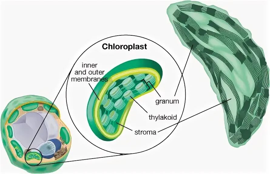 Хлоропласт имеет днк. Хлоропласт. Хлоропласты функции. Хлоропласт под микроскопом. Хлорофилл в хлоропластах.