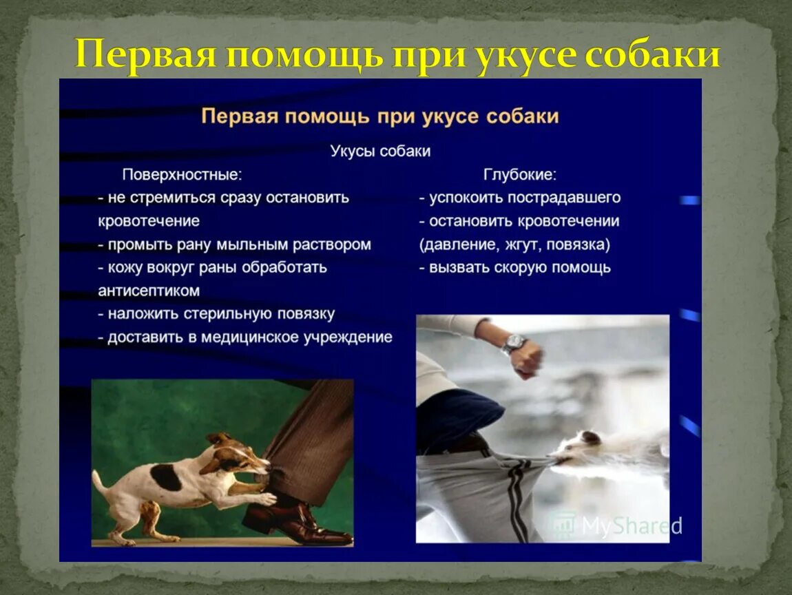 Первая помощь животным при ранах. Первая помощь при укусе собаки. оказание первой помощи при укусе собаки. первая медицинская помощь при укусе собаки. оказание первой медицинской помощи при укусе собаки.
